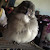 小企鵝