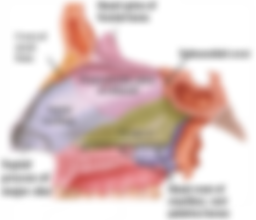 nasal-septum-components.png?resize=503%2C432#s-503,432