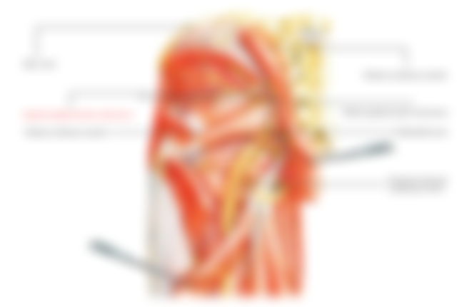 Superior-Gluteal-Artery.jpg#s-1250,842