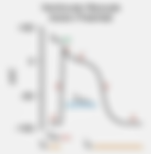 ventricular-muscle-action-potential.jpg#s-300,306