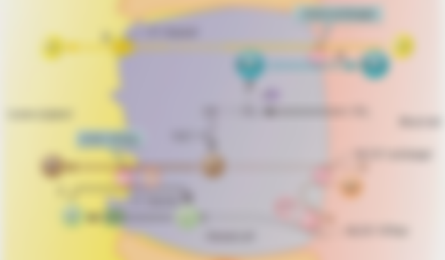 HCl%2520secretion.jpg#s-640,375