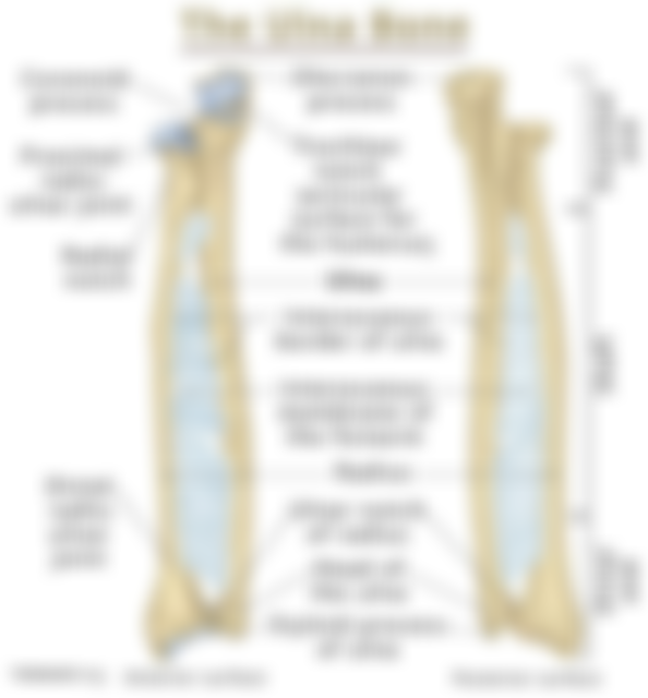 Ulna-Labeled-Diagram.jpg#s-696,750