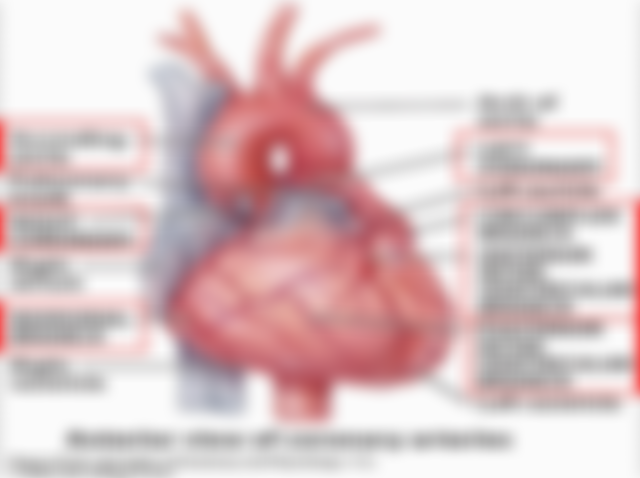 coronary_arteries1310767711991.jpg#s-640,478