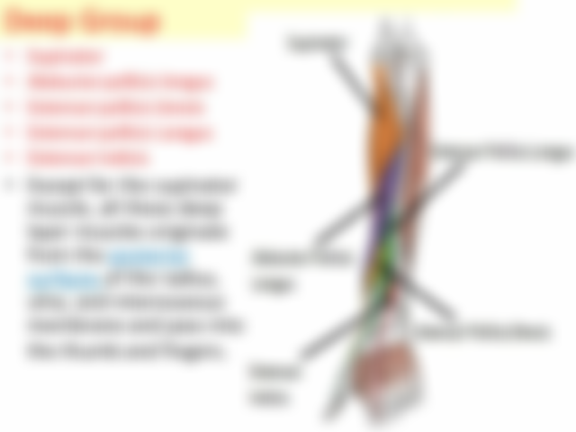 Deep+Group+Supinator.+Abductor+pollicis+longus.+Extensor+pollicis+brevis.+Extensor+pollicis+Longus..jpg