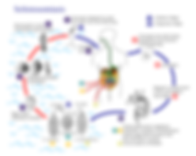 Schistosomiasis_Life_Cycle.jpg#s-640,510