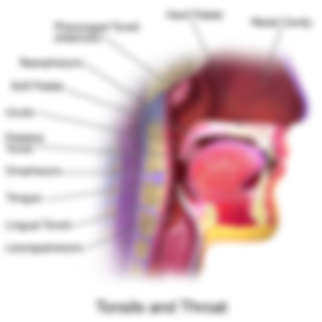 800px-Blausen_0861_Tonsils%26Throat_Anatomy2.png#s-800,800